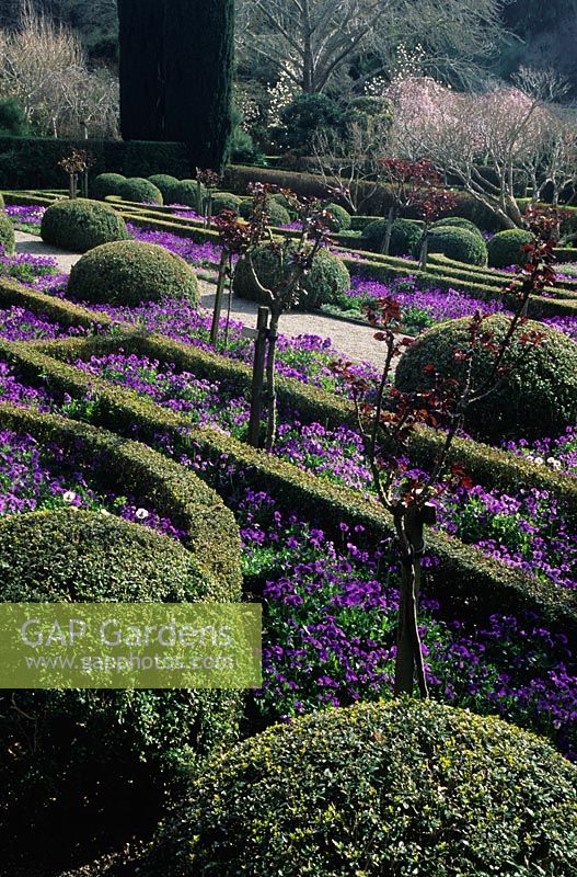 Formal beds with box hedges and topiary, standard roses and purple violets , Chatres Garden, Filoli, California, USA