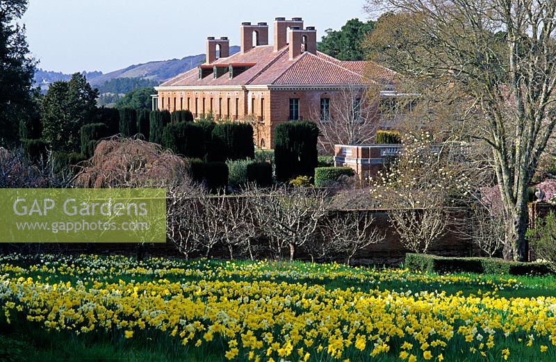 Daffodil meadow in spring with view to main house, Filoli, California, USA