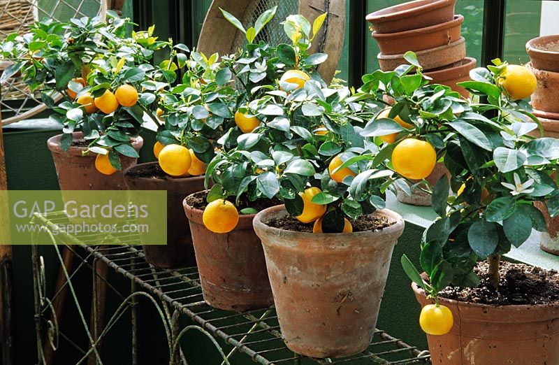 Citrus - Orange trees in pots at Hartley Botanic Glass House at Chelsea FS 2002