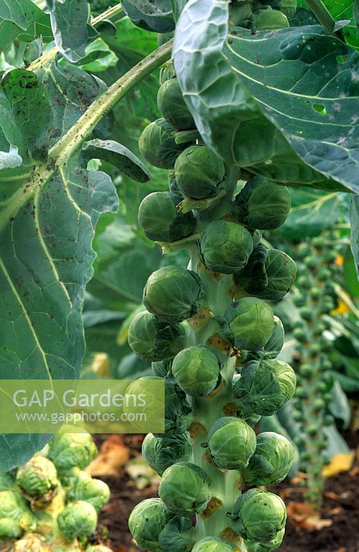 Brassica - Brussels Sprout Sprouts 'Mallard'
