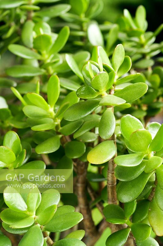 Crassula argentea - Jade Plant