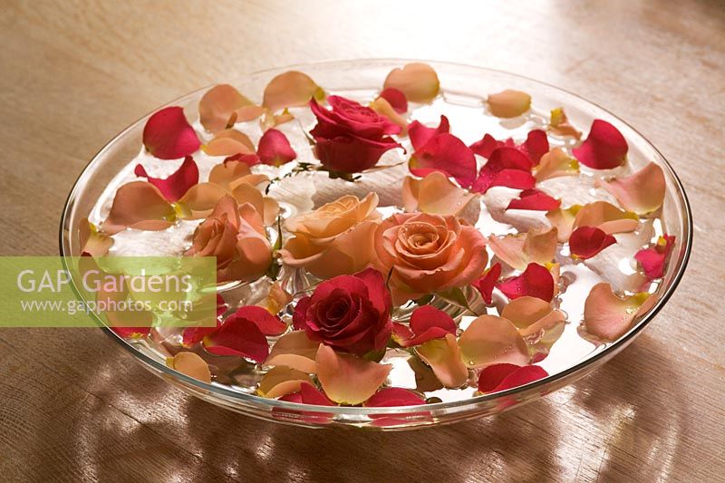 Water bowl with roses and petals