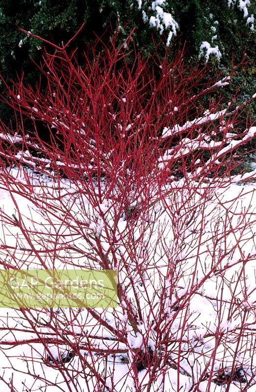 Cornus alba 'Sibirica' - Red Barked Dogwood in snow in winter