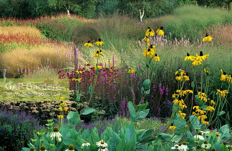 Pensthorpe with Rudbeckia maxima and drifts of planting 