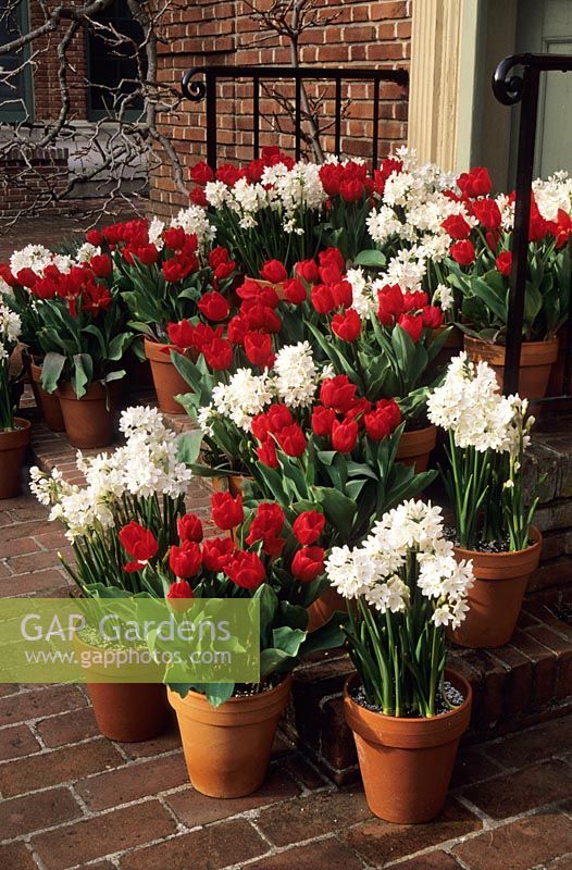 Spring containers with Tulipa 'Merry Christmas' and Narcissus 'Paper white' at Filoli in California USA