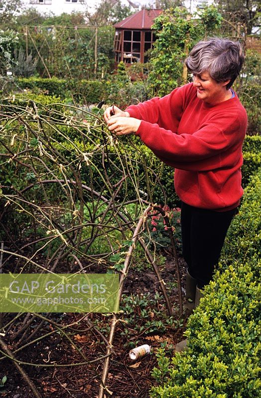 Woman tying in pruned rose stems to willow framework spring at The Anchorage in Kent