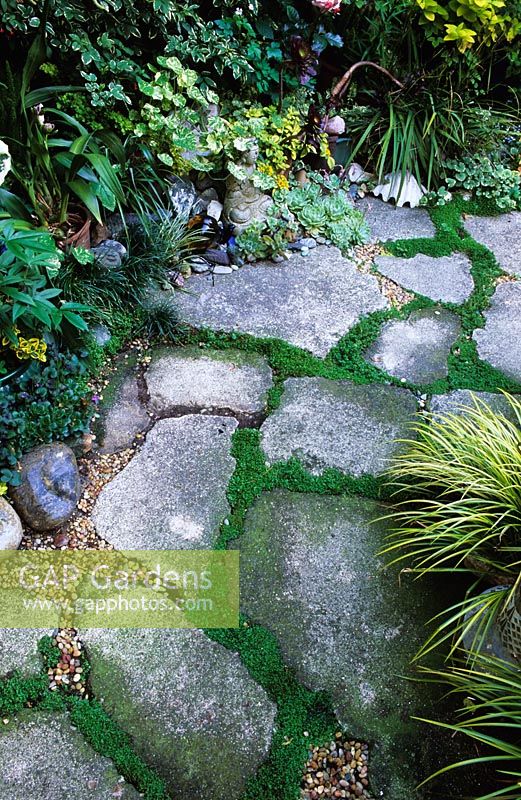 Path made from broken concrete slabs and planted with Mind your own business - Soleriolia soleirolii