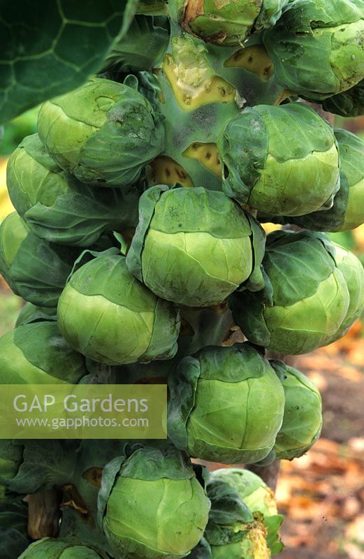 Brassica oleracea var. gemmifera - Brussels Sprout Sprouts 'Roger'