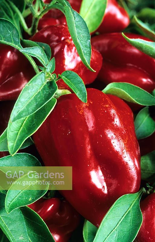 Capsicum 'Red Skin' - Closeup of red Sweet Peppers
