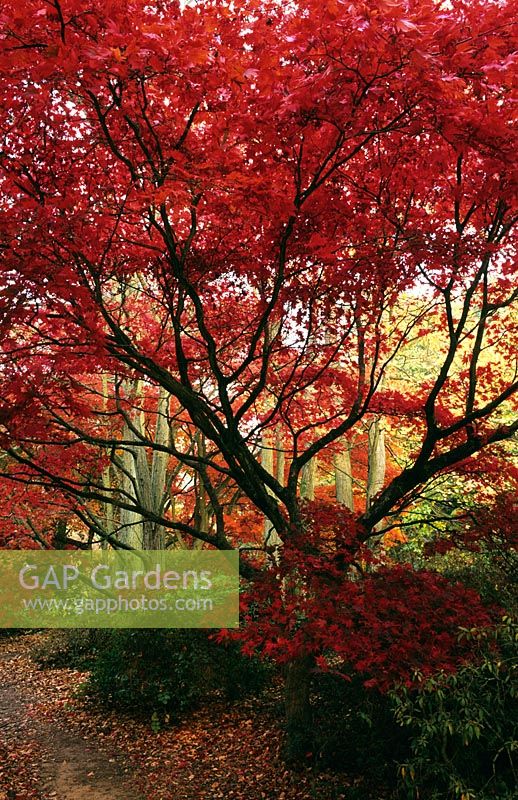 Acer palmatum - Japanese Maples with autumn colour at Winkworth Arboretum in Surrey