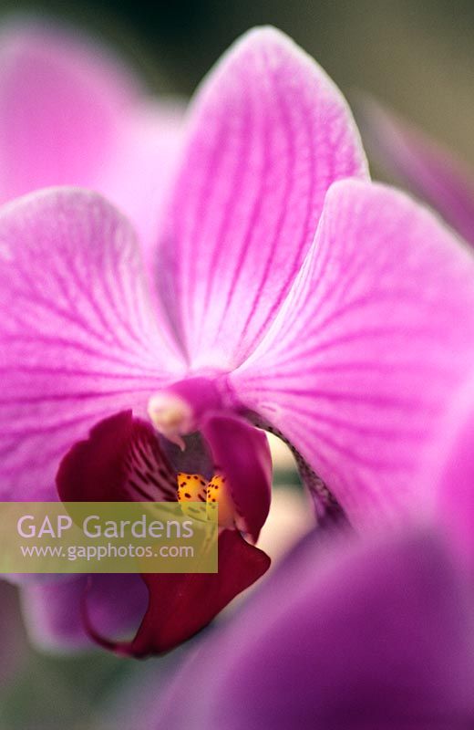 Phaloenopsis hybrid - Moth Orchid