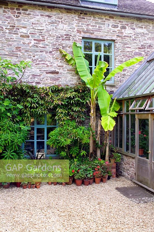 Sheltered courtyard with exotic and half hardy plants at Lower House, Powys in Wales