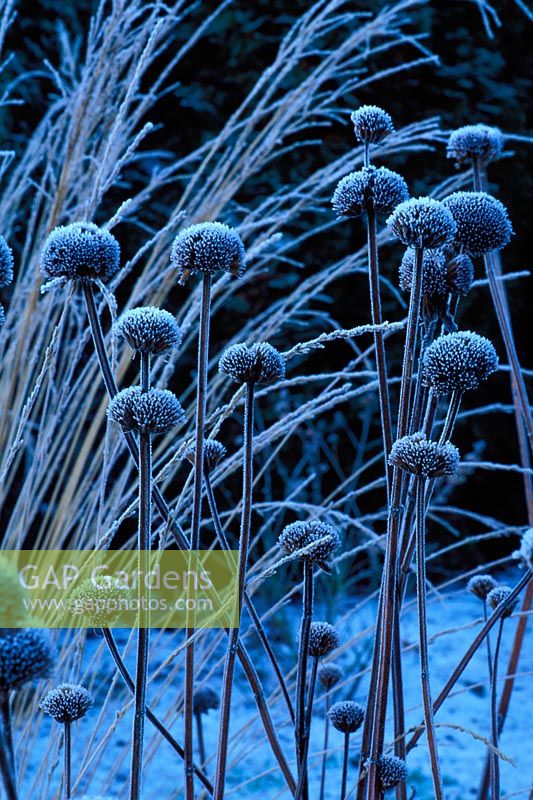 Seedhead of Mondarda in winter covered in frost