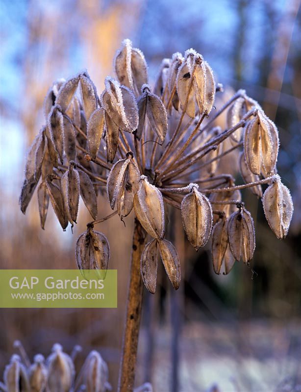 Frosted Agapanthus seedhead in winter
