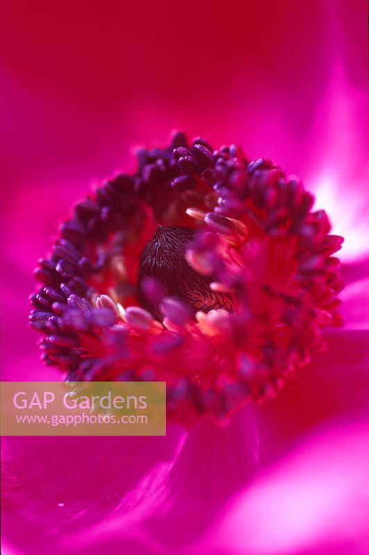 Anemone coronaria 'De Caen Group' - Crown Anemone