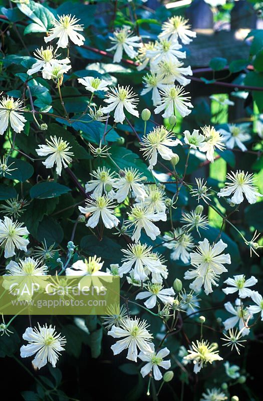 Clematis x fargesioides 'Paul Farges'
