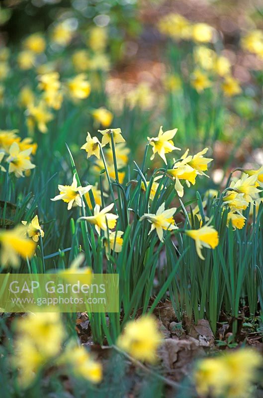 Narcissus pseudonarcissus - Wild daffodils