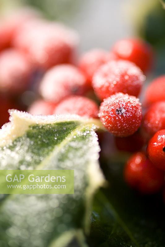 Ilex aquifolium - Variegated Holly berries with frost in winter