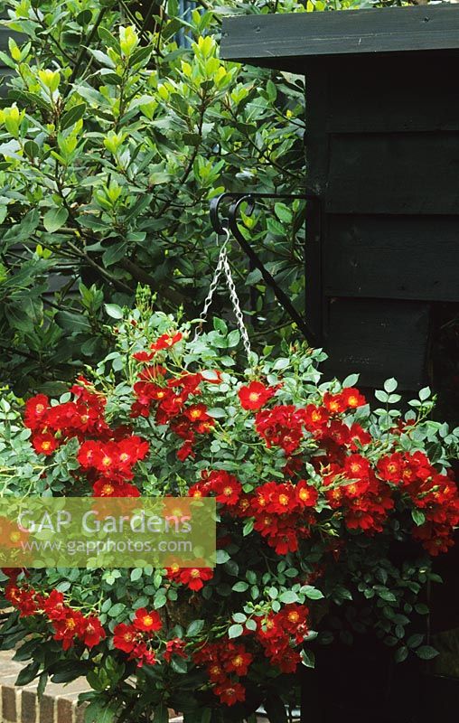 Hanging basket with Rosa 'Suffolk'  