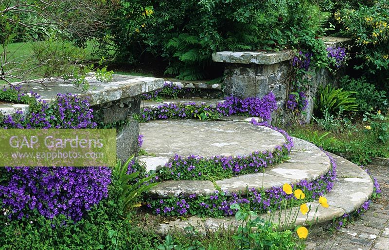 Circular stone steps with Campanula poscharskyana at Bodnant in North Wales