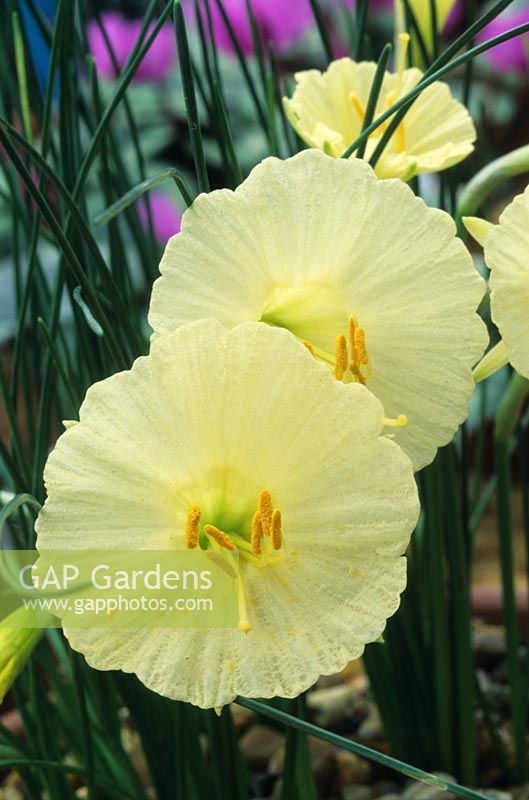 Narcissus bulbocodium - Dwarf Daffodils