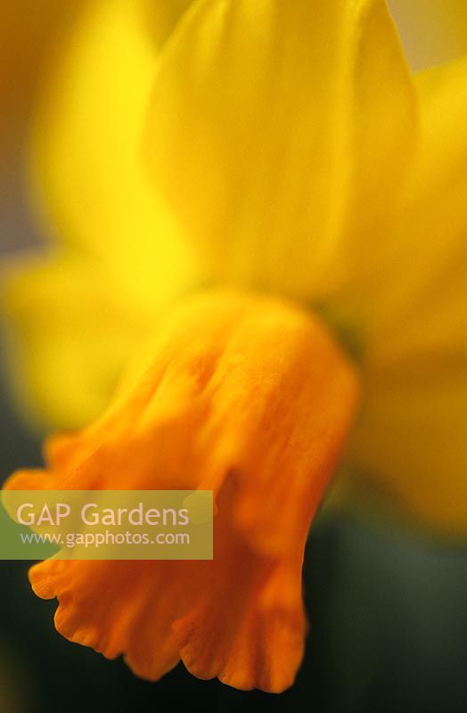 Narcissus 'Jetfire' - Daffodil