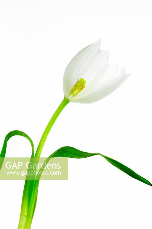 Tulipa 'White Dreams' - Tulip