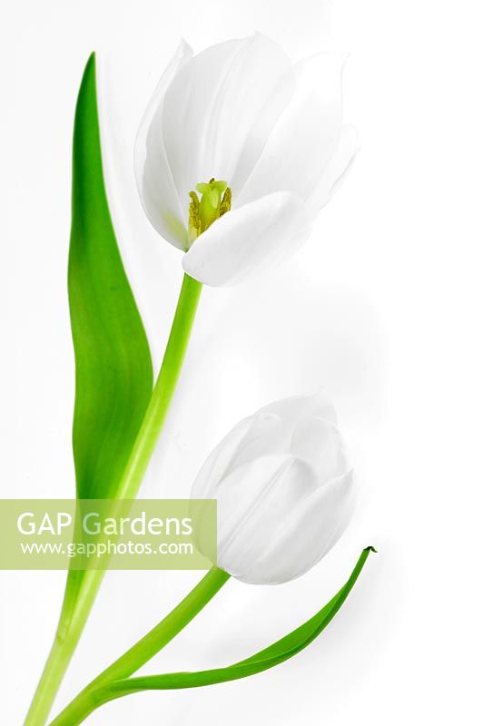 Tulipa 'White Dreams' - Tulips