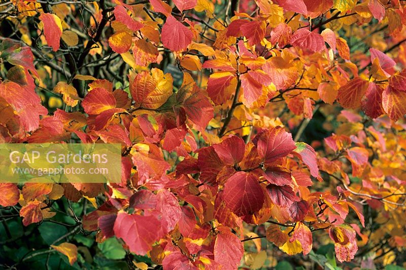 Fothergilla major - Autumn foliage