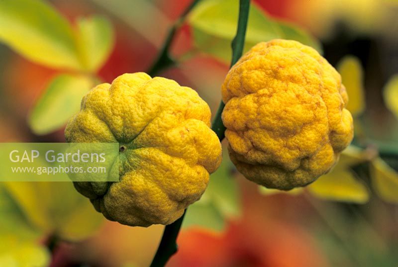 Poncirus trifoliata - autumn fruits