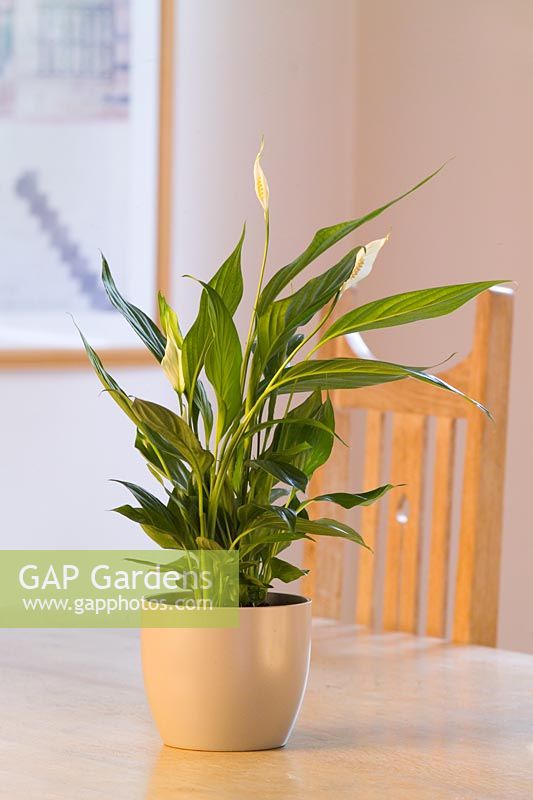 Spathiphyllum chopin - Houseplant in pot