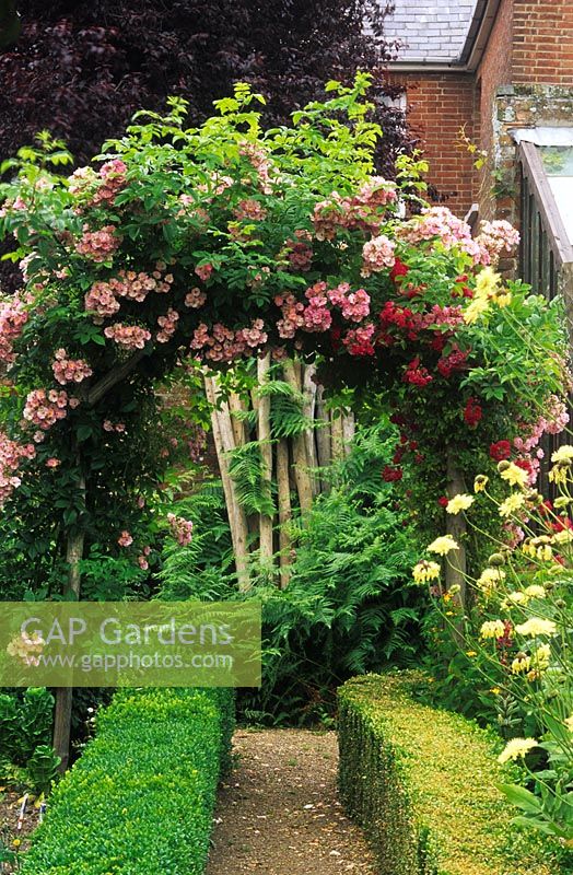Rose arch with Rosa 'Blush Rambler' and 'Excelsa' at Cleveland House in Sussex. 