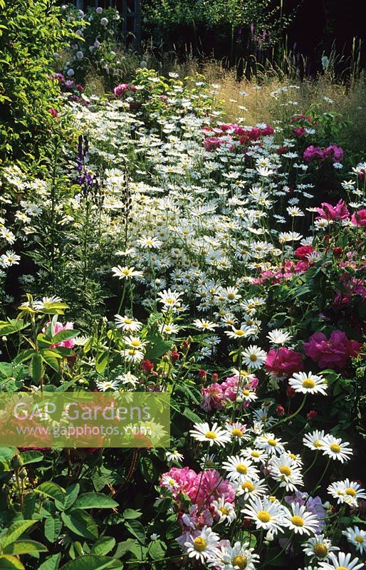 Leucanthemum vulgare - Ox Eye Daisies with Rosa gallica officinalis at The Dower House in Shropshire.