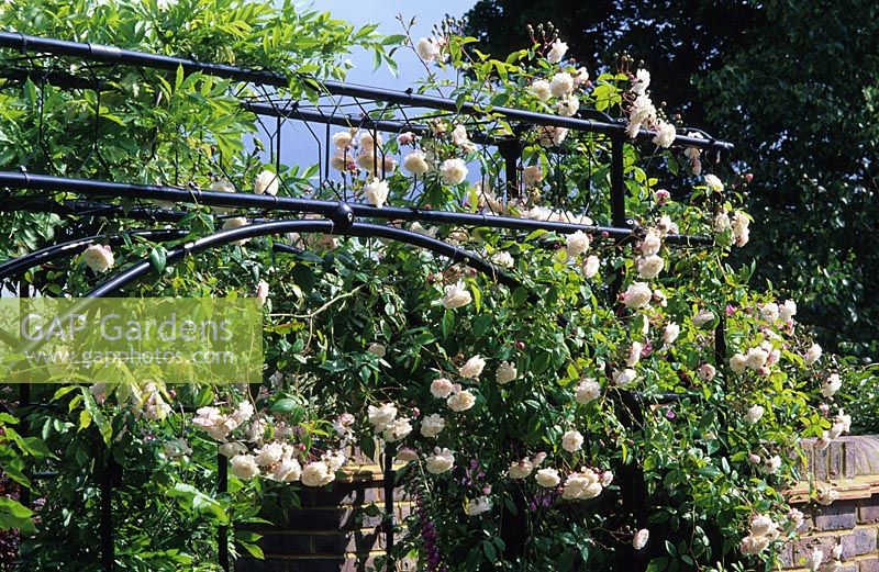 Metal ornate arch with Rosa 'Felicite Perpetue'