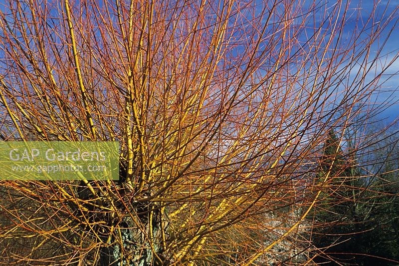 Salix alba 'Chermesina' - Willow at  Hilliers Arboretum in Hampshire