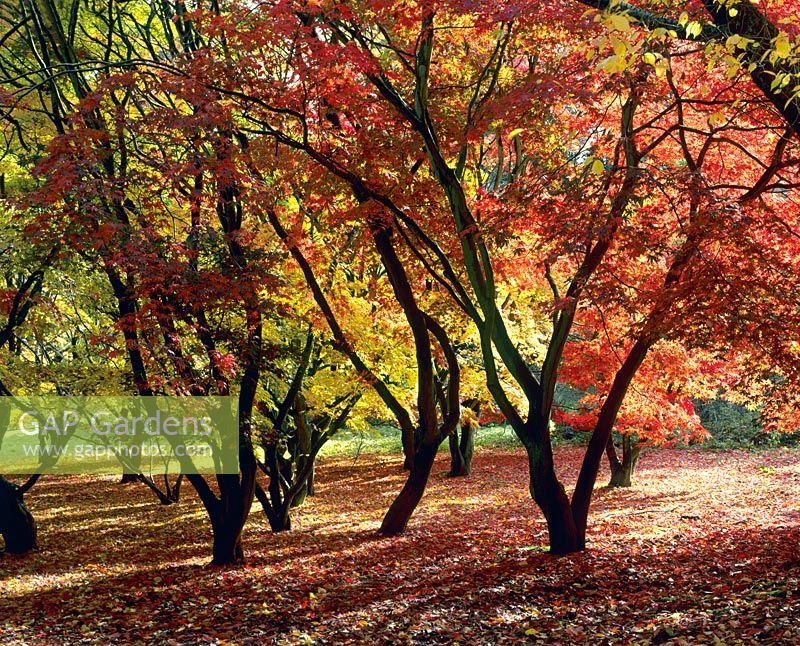 Acers with autumnal colour  at Winkworth Arboretum