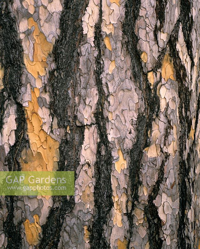 Pinus nigra var 'Maritima' - Bark detail