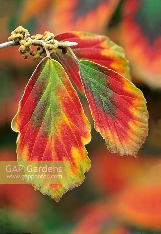 Hamamelis x intermedia 'Arnold Promise' -  Autumn Leaf colour
