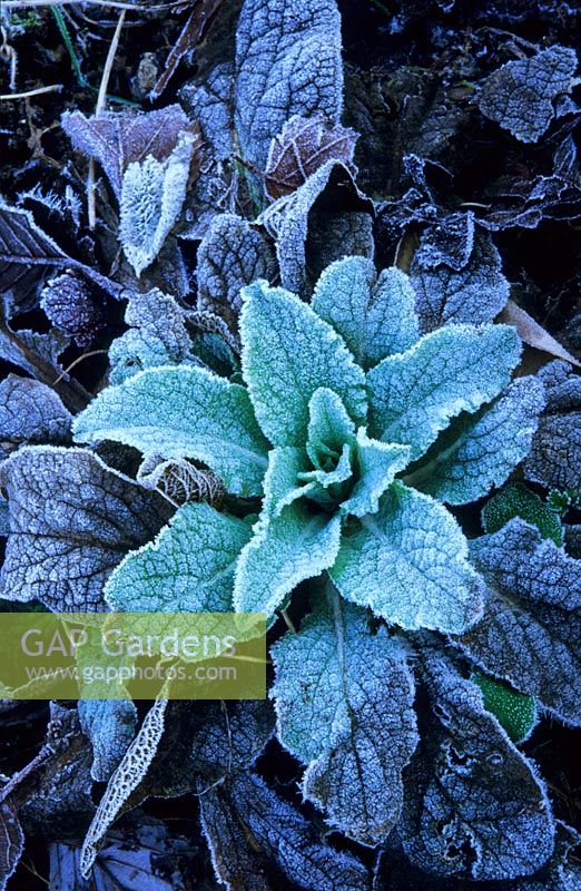 Digitalis - Foxglove leaf rosette with frost in winter