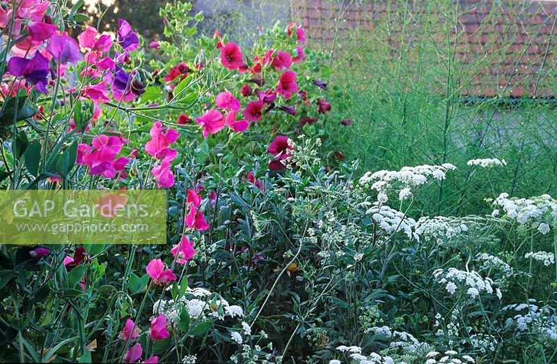 Informal summer border with Lathyrus - Sweet Pea and Ammi majus - Bishop's Flower at Gowan Cottage in Suffolk  