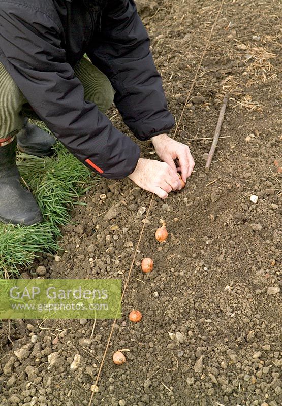 Planting Allium ascalonicum 'Pikant' - shallots in February using a spacing stick