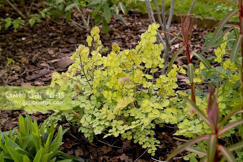 Thalictrum flavum 'Illuminator' - new foliage in spring