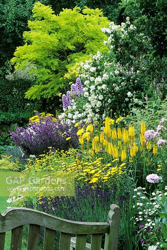 Summer border with Robinia pseudoacacia 'Frisia', Achillea, Santolina, Dahlia, Salvia, Delphinium, Kniphofia, Papaver and Philadelphus at Eastgrove Cottage Garden in Worcestershire.