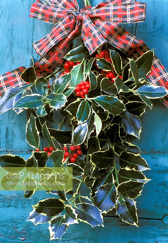 Bunch of Ilex aquif0lium - Holly branches with ribbon