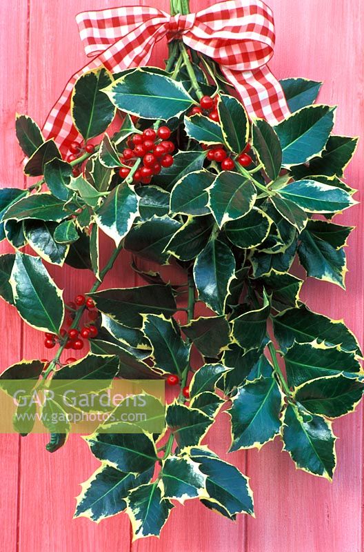 Bunch of Ilex aquifolium - Holly with tartan ribbon on painted red door