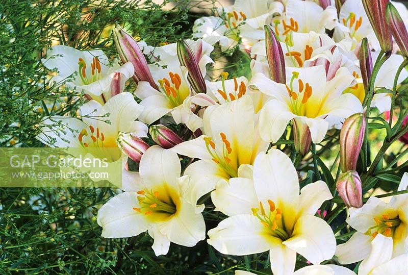 Lilium regale - Regal Lily in border 