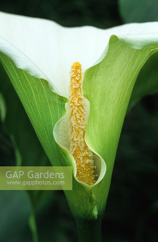 Zantedeschia aethiopica 'Green Godess' - Arum Lily