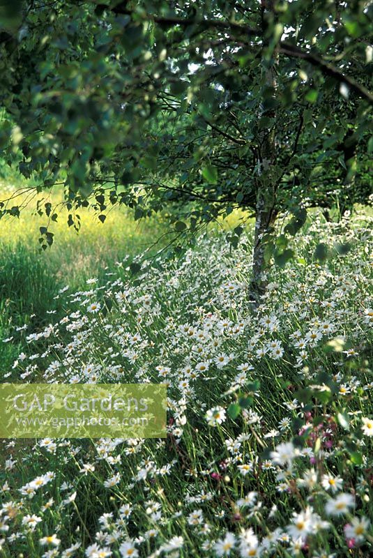 Naturalistic garden with Betula - Silver Birches underplanted with Leucanthemum - Ox-eye Daisies