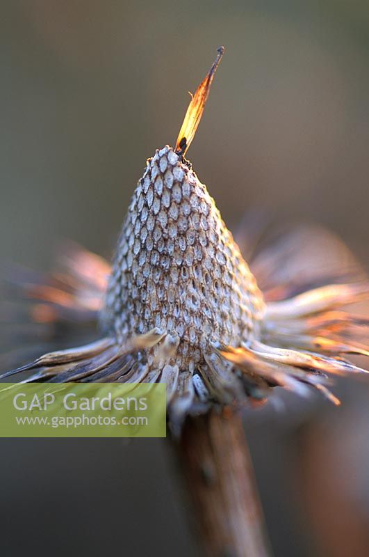 Echinacea pallida seedhead