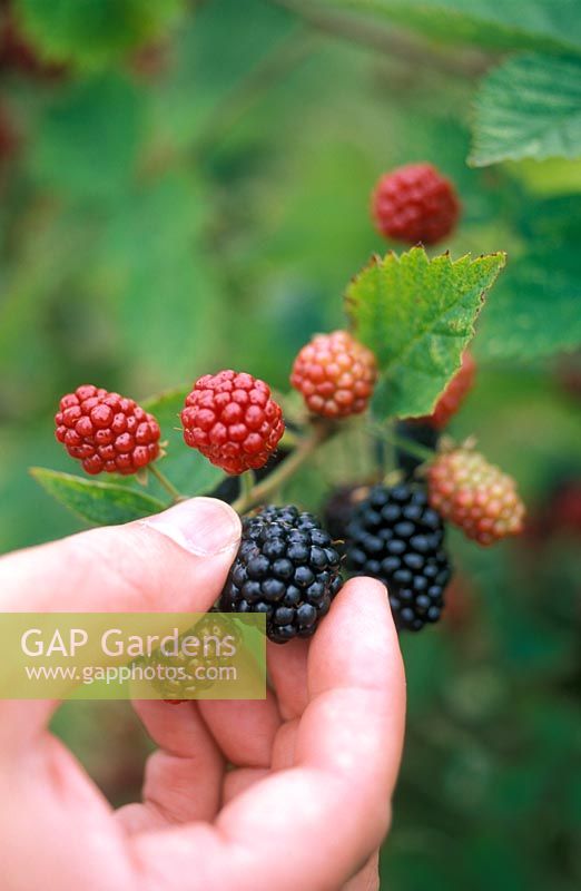 Picking Blackberries in September